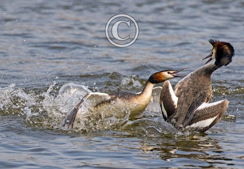  Great Crested Grebs Fighting  DM17119